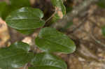 Sasparilla vine